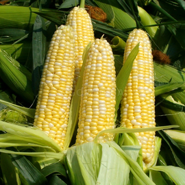 Семена кукурузы сахарной «Брусница», ТМ OGOROD - 10 грамм