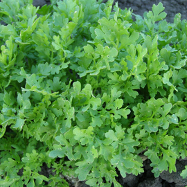 Семена кресс-салата «Холодок» / Lepidium sativum, TM OGOROD - 1 грамм