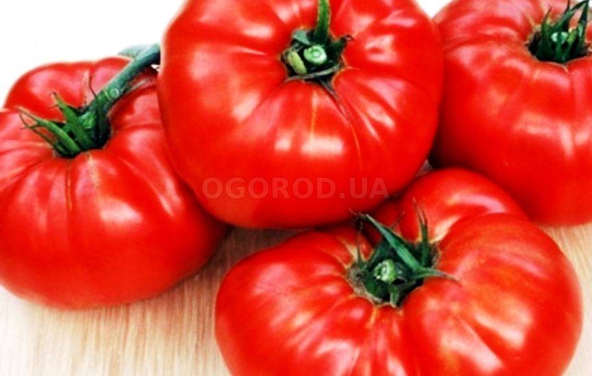 Крупноплодные томаты - сорта для выращивание