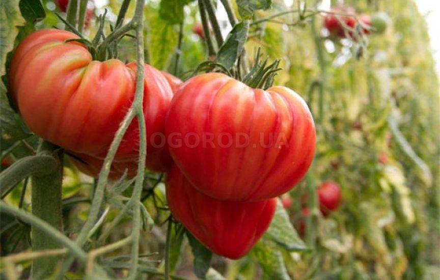 Крупноплодные томаты - сорта для выращивание