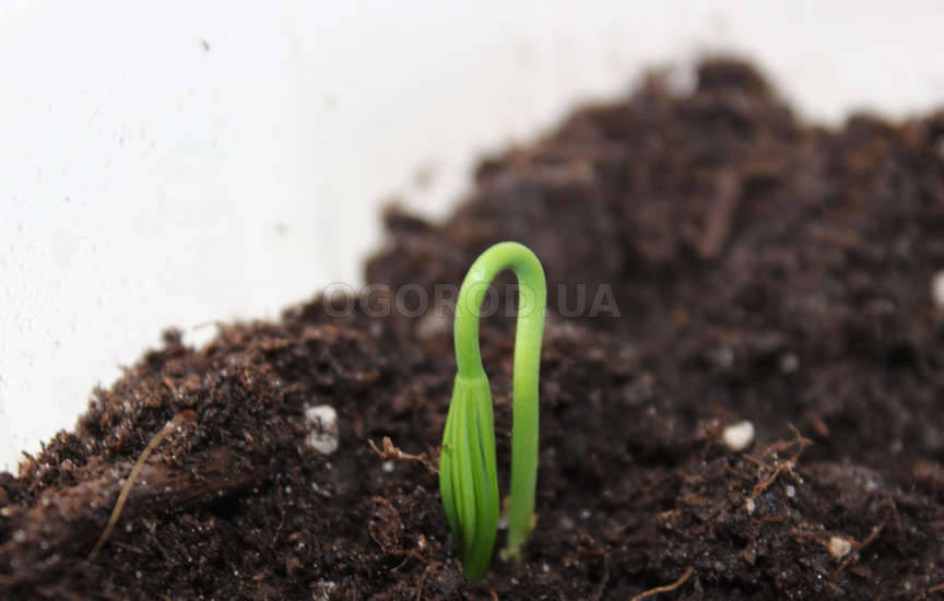 Стратификация Стратификация