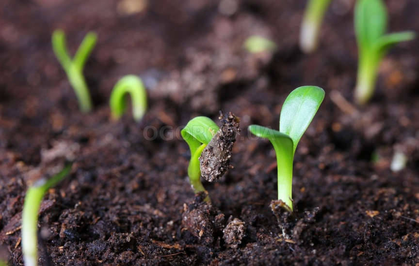 Стратификация Стратификация