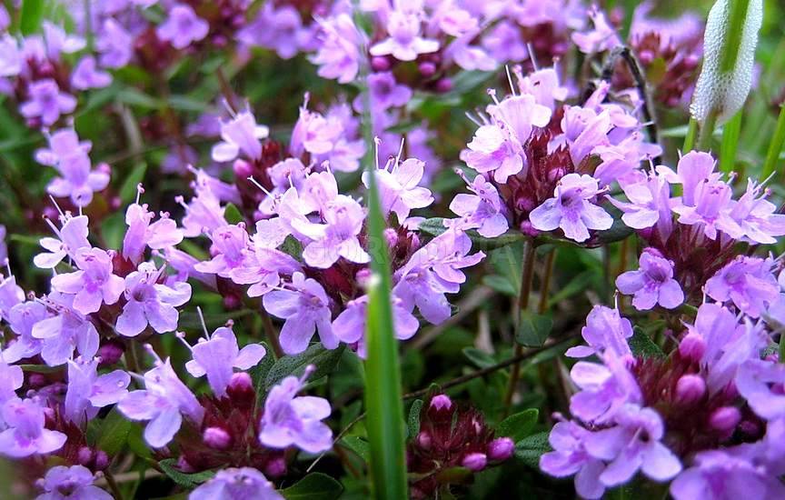 Чабер садовый Чабер садовый