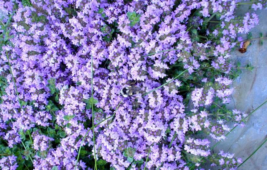 Чабер садовый Чабер садовый