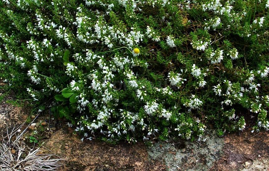 Чабер садовый Чабер садовый