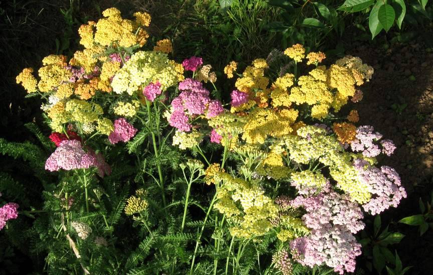 Тысячелистник Тысячелистник