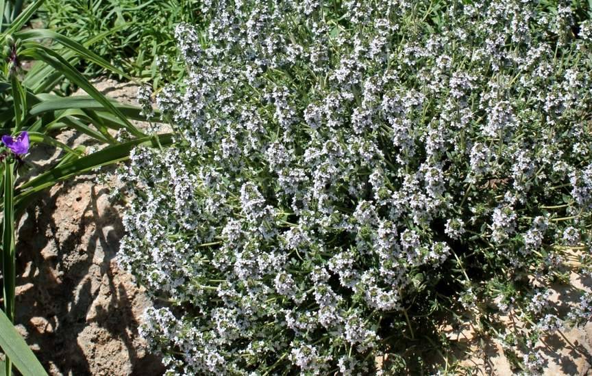 Чабер садовый Чабер садовый