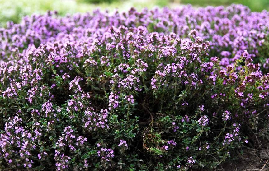 Чабер садовый Чабер садовый