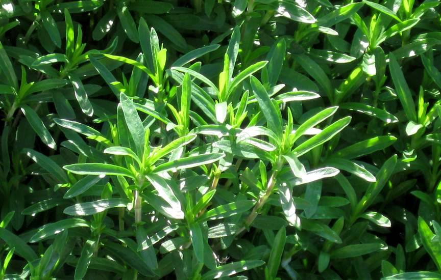 Чабер садовый Чабер садовый