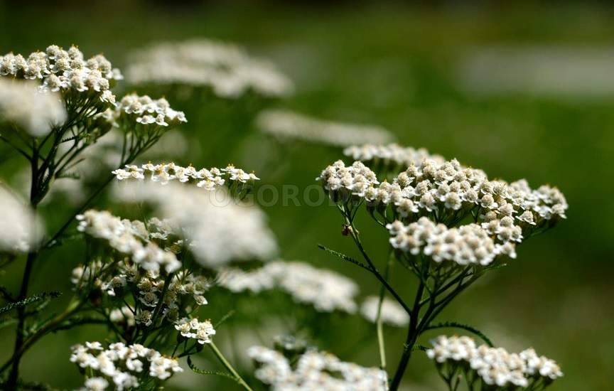 Тысячелистник Тысячелистник