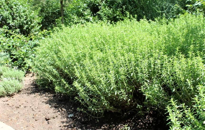 Чабер садовый Чабер садовый