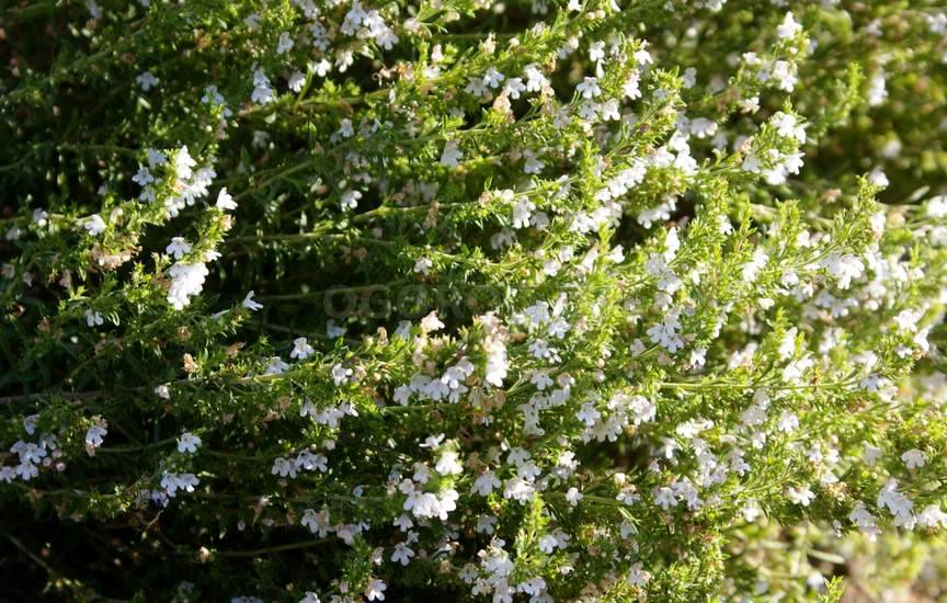 Чабер садовый Чабер садовый