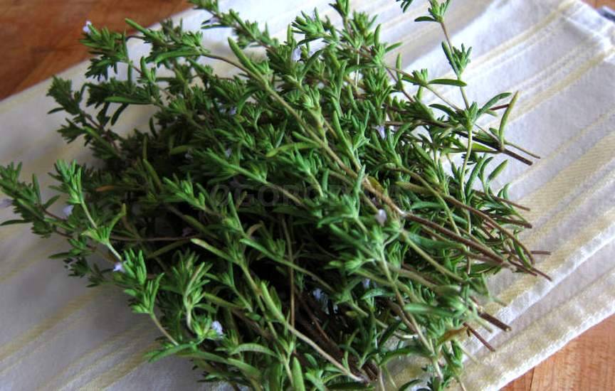 Чабер садовый Чабер садовый