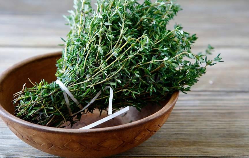 Чабер садовый Чабер садовый