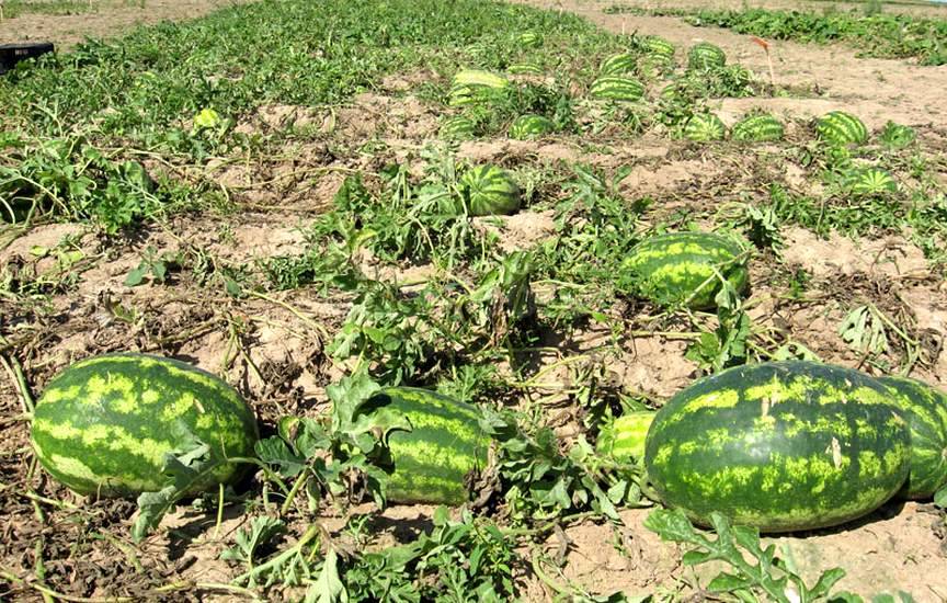 Бессемянный арбуз Бессемянный арбуз