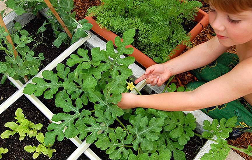 Бессемянный арбуз Бессемянный арбуз