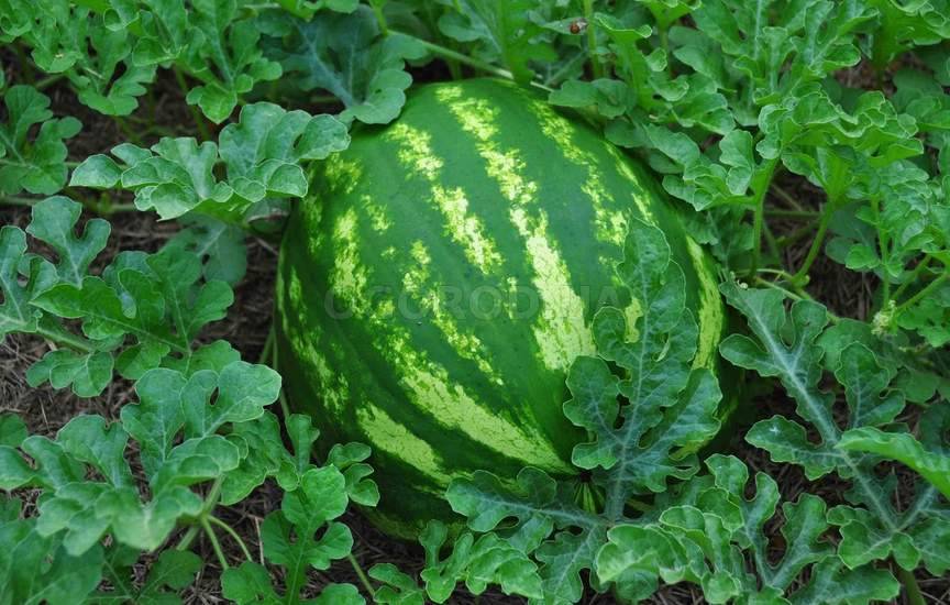 Бессемянный арбуз Бессемянный арбуз