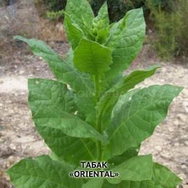 Семена табака «Oriental» (Ориенталь), ТМ OGOROD - 300 семян