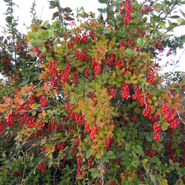 Кликните для увеличения изображения Семена барбариса обыкновенного / Berberis vulgaris, ТМ OGOROD - 15 семян