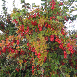 Семена барбариса обыкновенного / Berberis vulgaris, ТМ OGOROD - 15 семян