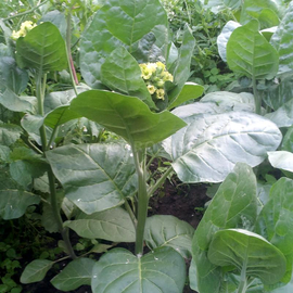 Семена табака «Махорка Украинская», ТМ OGOROD - 3000 семян