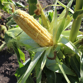 Семена суперсладкой кукурузы «Барселона» F1 («Дэйнерис» F1), ТМ «МНАГОР» - 10 семян