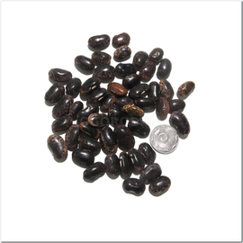 Семена фасоли «Мраморная», ТМ OGOROD - 10 грамм