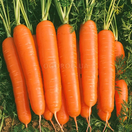 Семена моркови «Киевская зимняя», ТМ OGOROD - 200 грамм