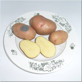 Семена картофеля «Браво», ТМ OGOROD - 10 семян