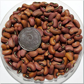 Семена вигны китайской «Макарена», ТМ OGOROD - 10 семян