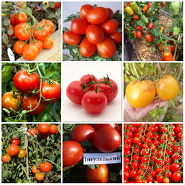 Набор семян «Низкорослые томаты», ТМ OGOROD - 9 пакетиков по 20 семян