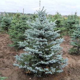 Семена ели канадской (форма голубая) / Picea canadensis, ТМ OGOROD - 100 семян