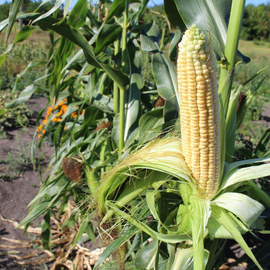 Семена кукурузы суперсладкой «Роттердам» F1, ТМ «МНАГОР» - 10 семян