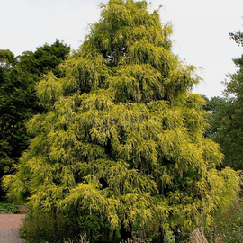 Семена кипарисовика горохоплодного / Chamaecyparis pisifera, ТМ OGOROD - 100 семян