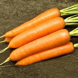 УЦЕНКА - Семена моркови «Монанта», ТМ Rijk Zwaan (Голландия) - 1 грамм