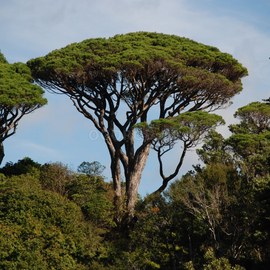 Семена сосны итальянской Пинии / Pinus pinea, ТМ OGOROD - 5 семян