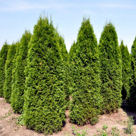 Кликните для увеличения изображения Семена туи западной колоновидной / Thuja occidentalis columna, ТМ OGOROD - 100 семян