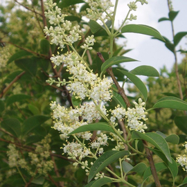 Кликните для увеличения изображения Семена бирючины блестящей / Ligustrum lucidum ait, ТМ OGOROD - 10 семян