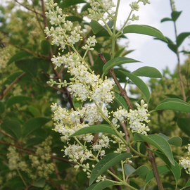 Семена бирючины блестящей / Ligustrum lucidum ait, ТМ OGOROD - 10 семян