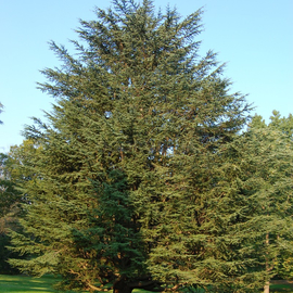 Кликните для увеличения изображения Семена кедра атласского / Cedrus atlantica, ТМ OGOROD - 50 семян
