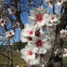 Кликните для увеличения изображения Семена миндаля / Prunus dulcis, ТМ OGOROD - 1 шт