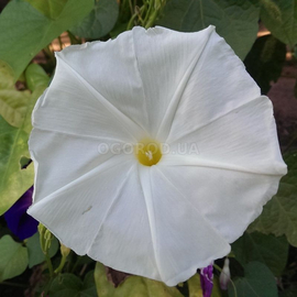 Семена ипомеи «Гигант белый», ТМ OGOROD - 5 семян