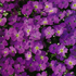 Семена обриеты «Фиолетовая», ТМ Елітсортнасіння - 10 семян
