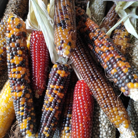 Фото Семена кукурузы «Миниатюрная радуга» (смесь), ТМ OGOROD - 5 семян
