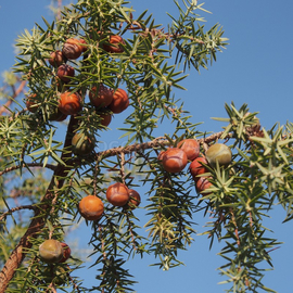 Кликните для увеличения изображения Семена можжевельника красного / Juniperus oxycedrus, ТМ OGOROD - 5 шишкоягод