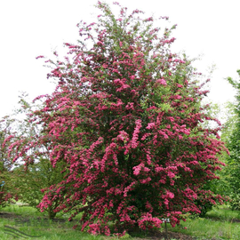 Семена боярышника обыкновенного / Crataegus laevigata, ТМ OGOROD - 10 семян