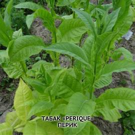 Семена табака «Perique» (Перик) (трубочный), ТМ OGOROD - 300 семян