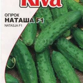 Семена огурца «НАТАША» F1 / насіння огірка «НАТАША» F1 / cucumber «NATASHA» F1, ТМ «Seminis» - 20 семян
