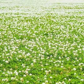 Семена клевера белого «Rivendel» (Ривендел) / Trifolium repens, ТМ OGOROD - 100 грамм