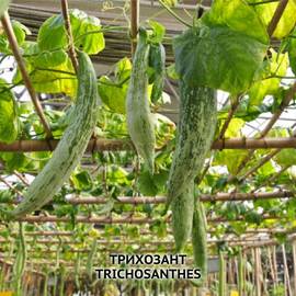 Семена трихозанта змеевидного / Trichosanthes cucumerina, ТМ OGOROD - 3 семечка